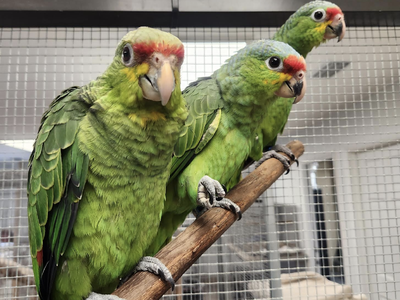 Three of the 24 parrots that were rescued after being smuggled out of Central America