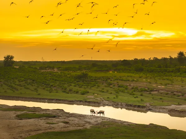 Deer in Yancheng thumbnail