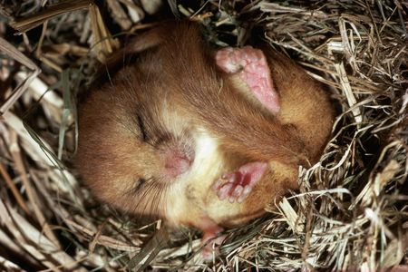 Hibernating dormouse