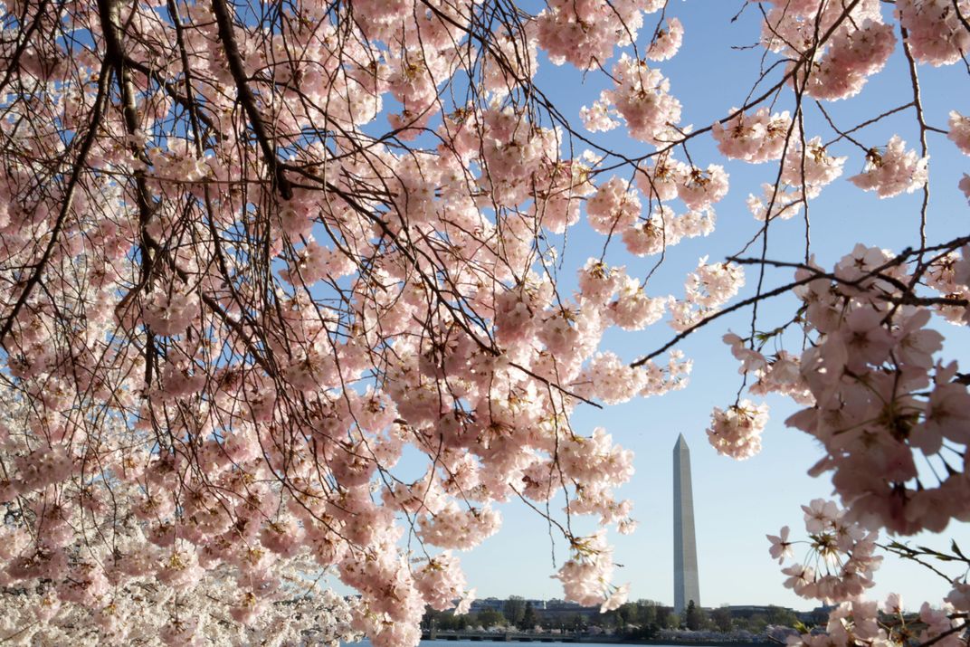 Cherry Blossom Season: A Front Row Seat During Peak Bloom on the Potomac