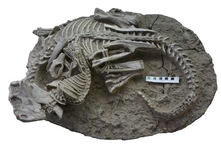 The dinosaur and mammal engaged in a final tussle.