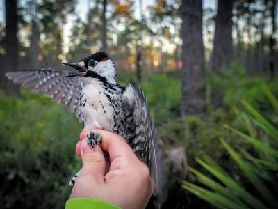 Researchers hold a male red-cockaded woodpecker in Florida&rsquo;s Osceola National Forest, making sure his tracking bands are correctly in place.