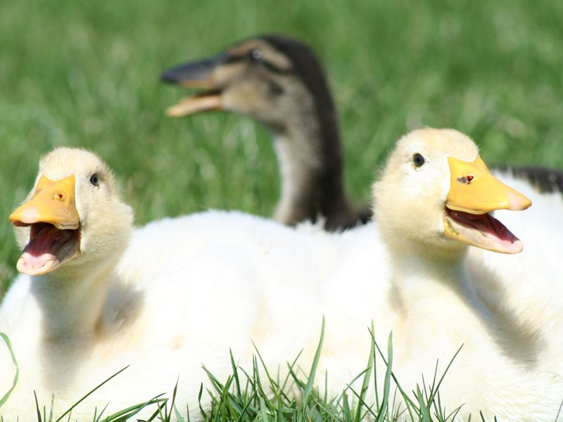 Ducks trying to stay cool in the summer heat. Smithsonian Photo