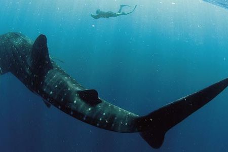 Reaching 60 feet long and weighing up to 20 tonnes, the whale shark is the world's largest fish