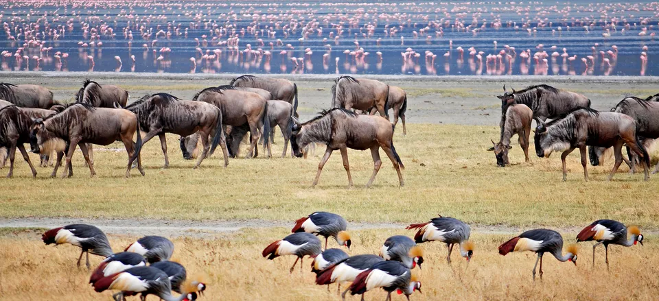  Wildebeest, cranes, and flamingos along the water, Ngorongoro Crater 