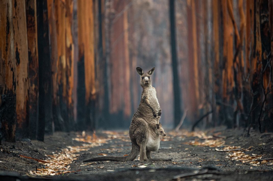 An image of a kangaroo standing in a scorched forest with a joey in its pouch.