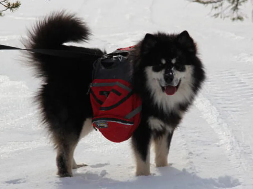 A Finnish Lapphund