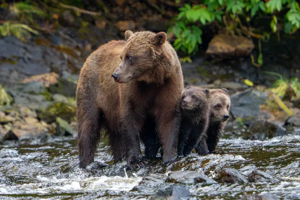 Proud Mama thumbnail