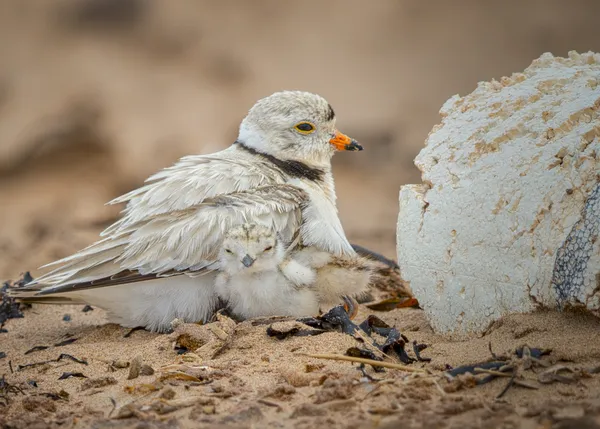 Hello World thumbnail