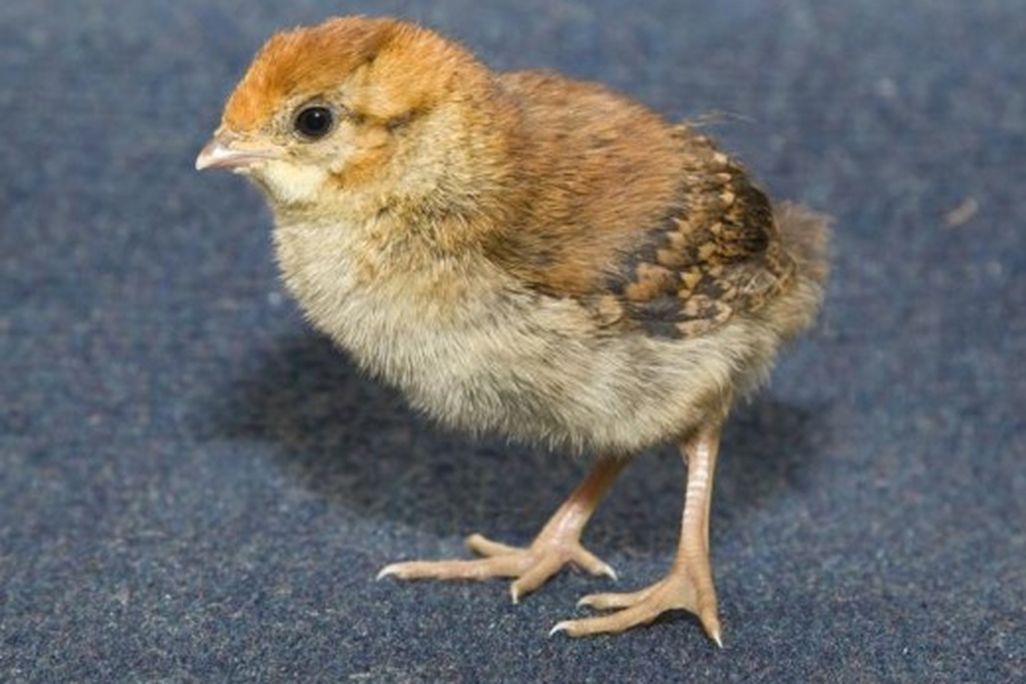 20110520110604tragopan-chick_MM.jpg