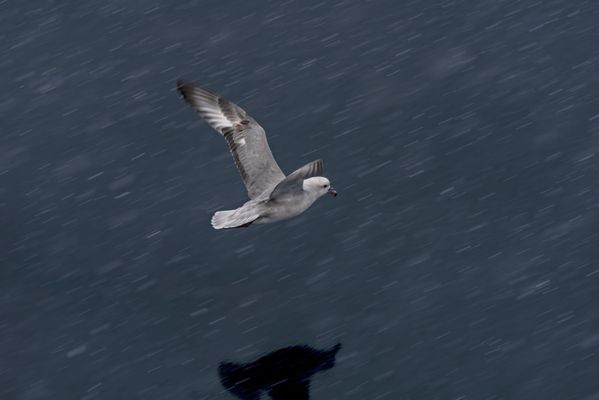 Southern Fulmar flying through the snow in Antarctica thumbnail