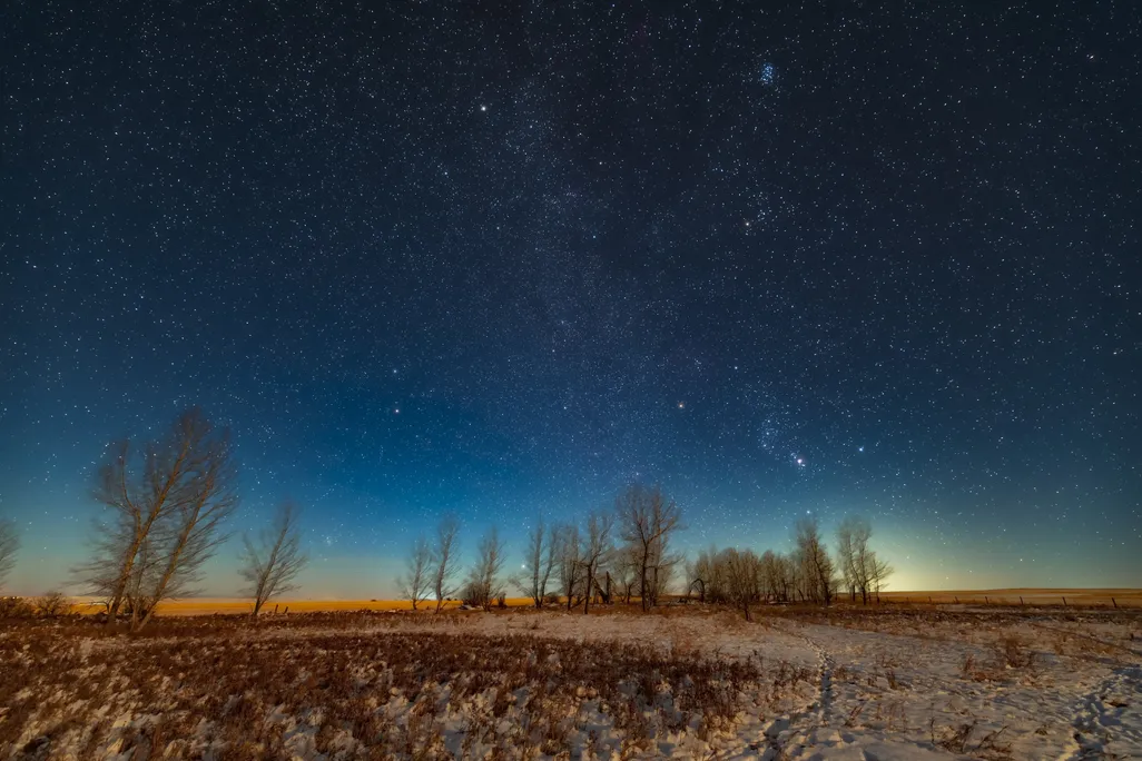 Stars in the sky above trees on a snowy ground