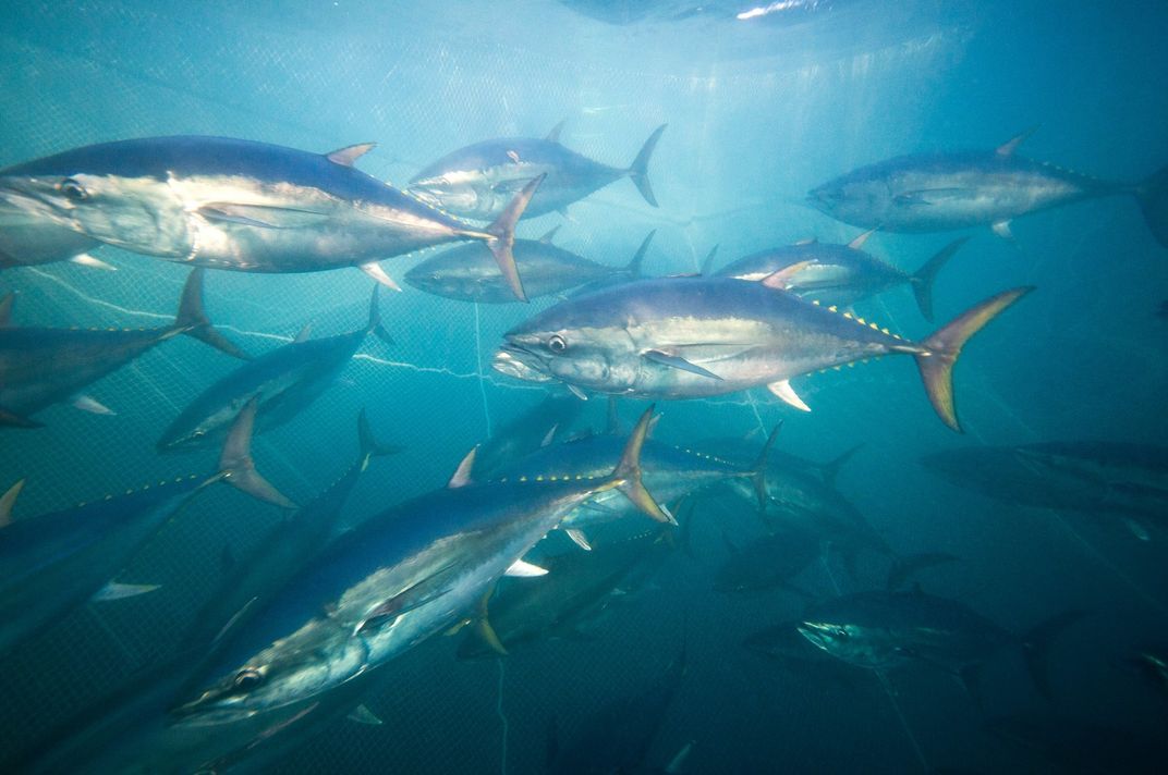 young southern bluefin tuna