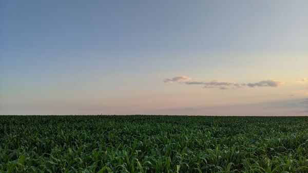 Field in the Evening thumbnail