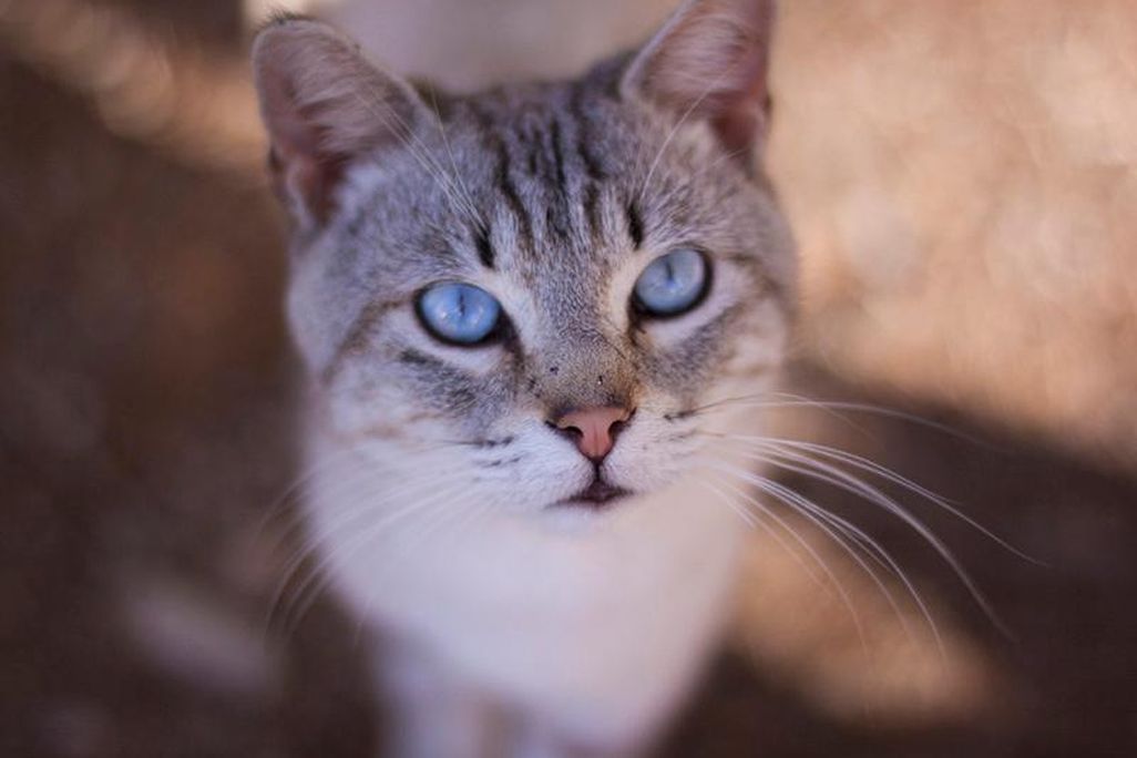Cat Pupils