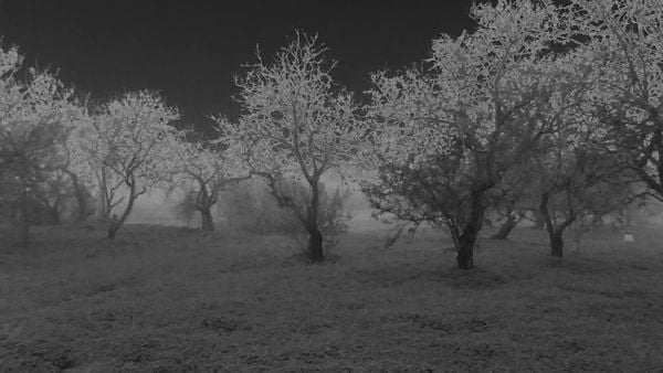 almond orchard in mist solorized thumbnail