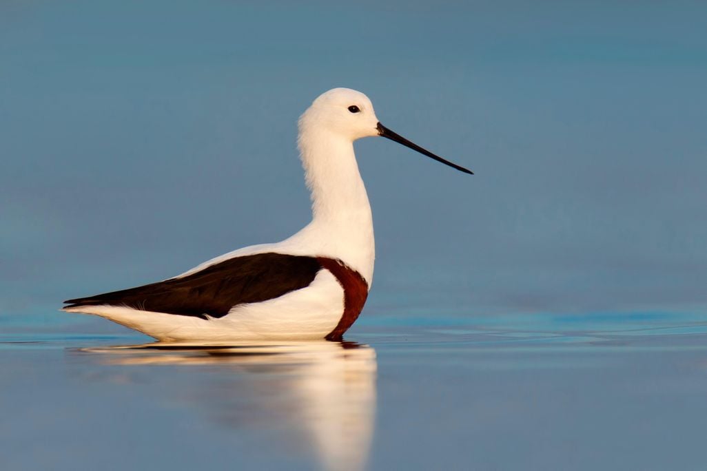 stilt I