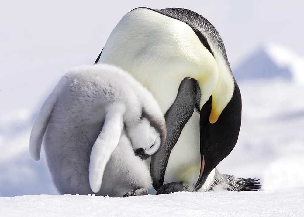 Emperor penguins preening 