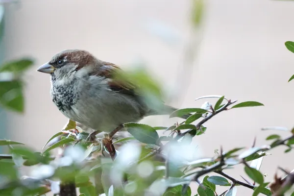 A sparrow enjoying his favorite spot thumbnail