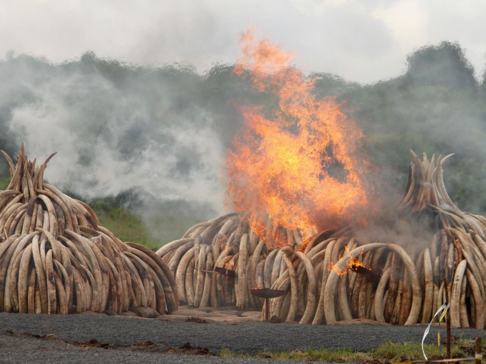 Burning Ivory