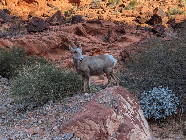 Bighorn Sheep in Valley of Fire, Nevada thumbnail