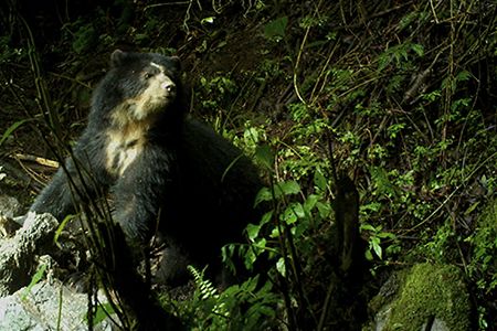 Caught in the act by a motion-sensing infrared camera, Yachak, nicknamed by local researchers, feeds on a cow carcass--just one of the 250-plus livestock head the old male has killed in about three years.