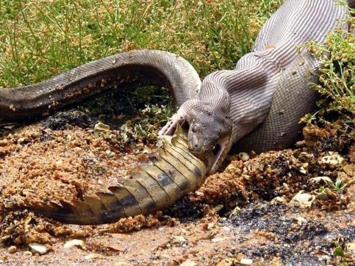 anaconda snake eating crocodile