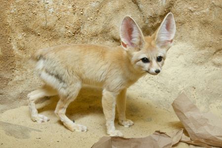 A small, tan fox with large, pointed pink ears blends into its sand-colored enclosure at the Smithsonian National Zoo.
