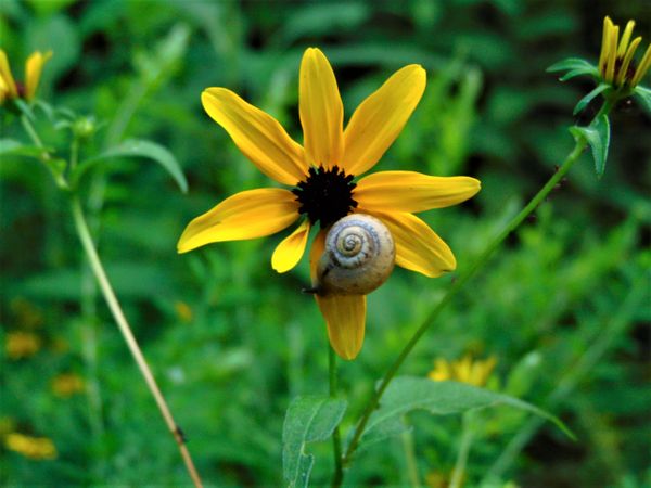 Snail On A Browneyed Susan Native American Rudbeckia Flower thumbnail