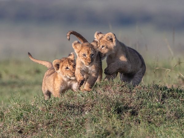Playful cubs in Mara Triangle thumbnail