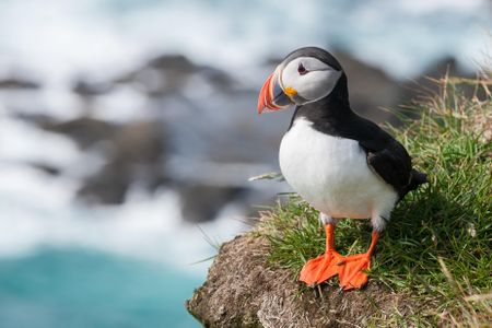 Researchers now have video evidence that Atlantic puffins can use sticks as tools to scratch their backs.