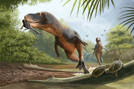 Scientists think a&nbsp;Nanotyrannus or a young Tyrannosaurus rex might have eaten the bird.