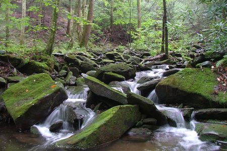 The Eagle Branch of Citico Creek, Tennessee