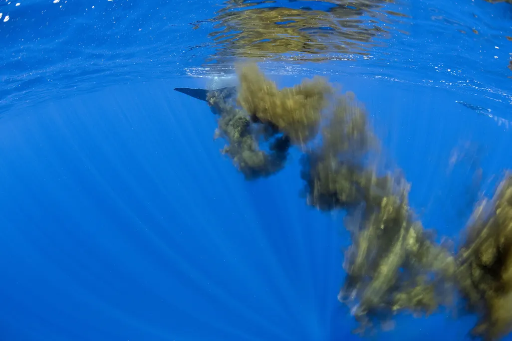 sperm whale leaves cloud of feces