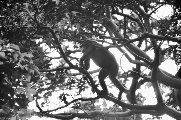 A chimpanzee plays in a tree thumbnail