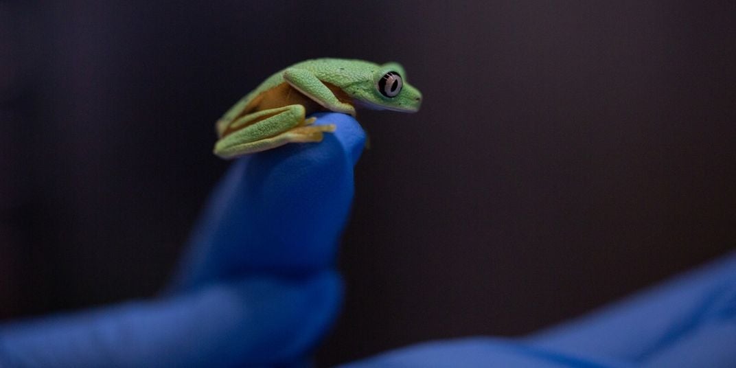 A tiny green frog with large, round eyes, called a lemur leaf frog, perches on an animal keeper's gloved hand.