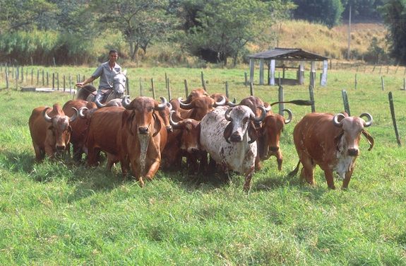 Will these cows look good with my outfit?
