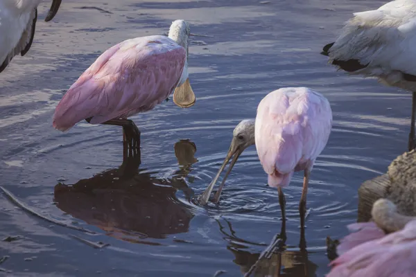 Spoonbills feeding and wading in South Carolina coastal marsh thumbnail