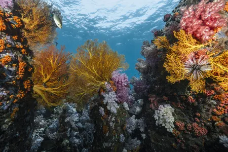 A coral reef in the southern Andaman Sea,&nbsp;in Southeast Asia