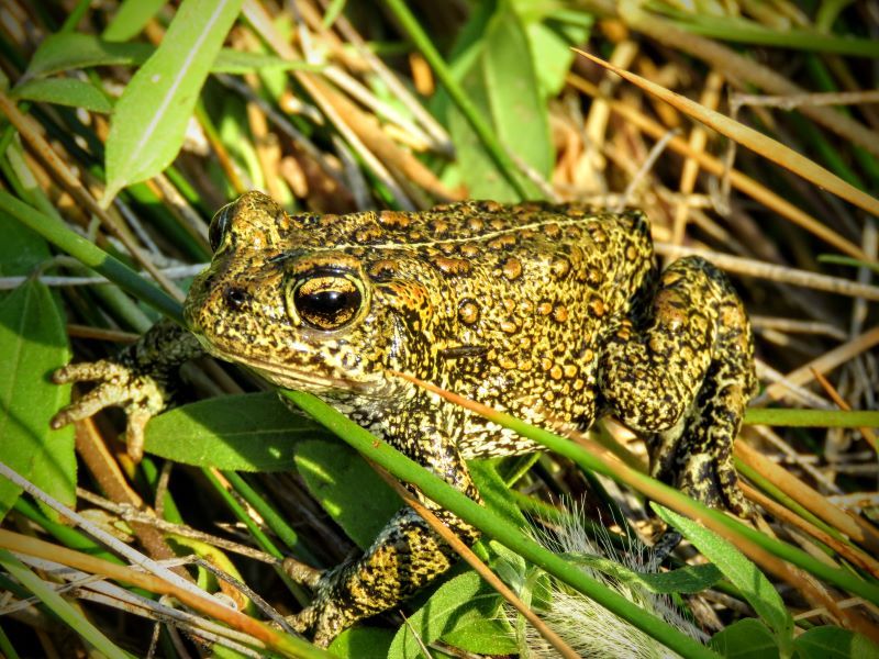 Closeup of a Dixie Valley toad