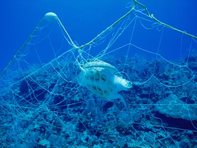 Bycatch is a major problem in fisheries, resulting in the deaths of countless endangered animals. New dynamic software helps fishermen avoid this harmful phenomenon.
