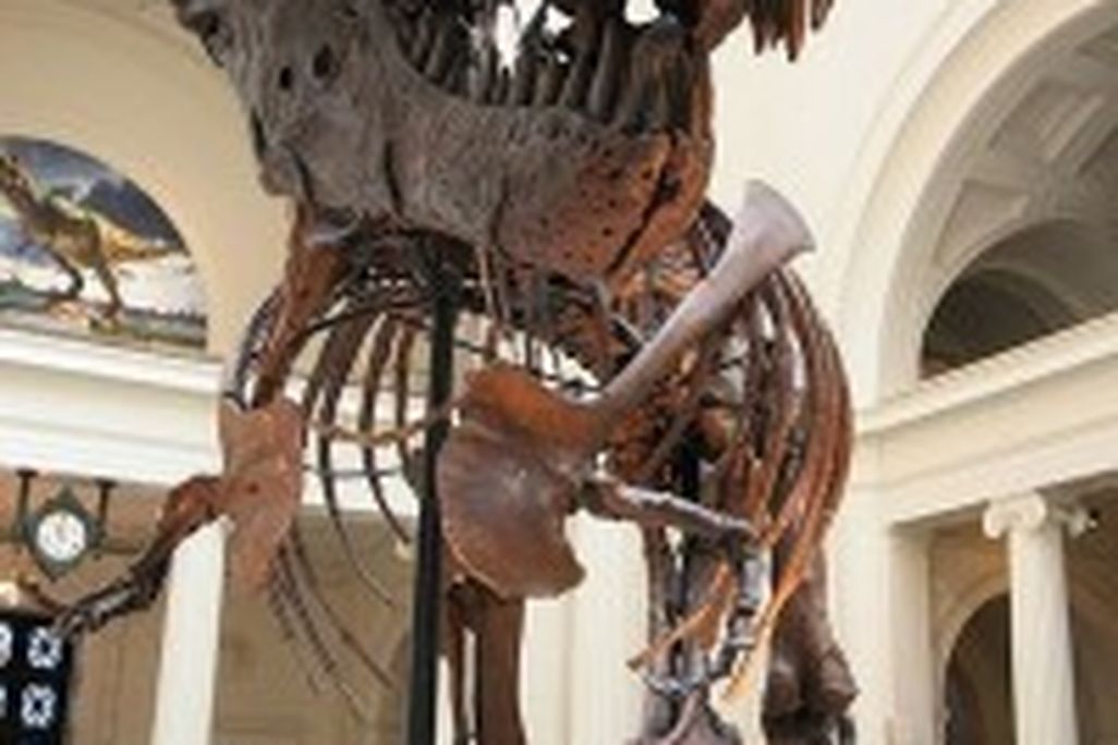 20110520083225Sue-tyrannosaurus-field-museum-200x300.jpg