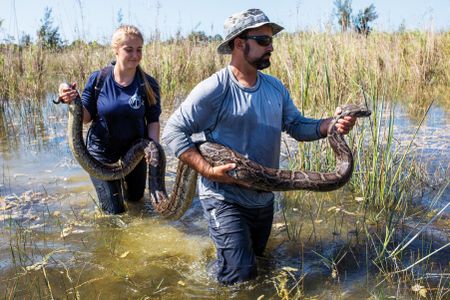 Ian Bartoszek and Katie King recapture the 50-pound sentinel snake Johnny, who has led his minders to 18 adult Burmese pythons for removal. 