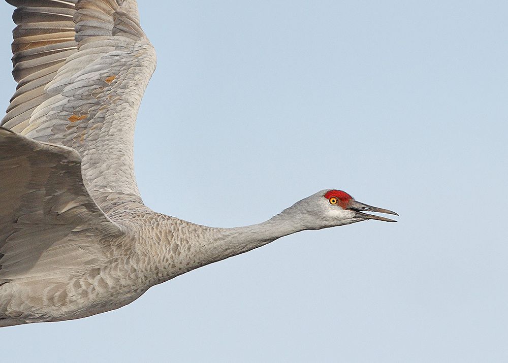 Sandhill Cranes