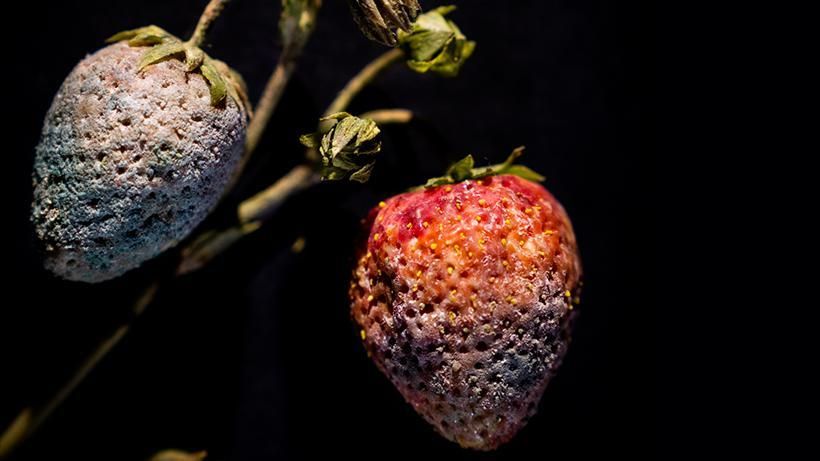 strawberry_with_penicillium_sp._mold_fragaria_sp._model_791_rudolf_blaschka_1929.jpg