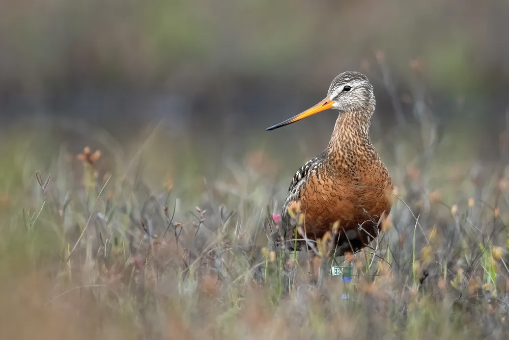 OPENER - Hudsonian godwit