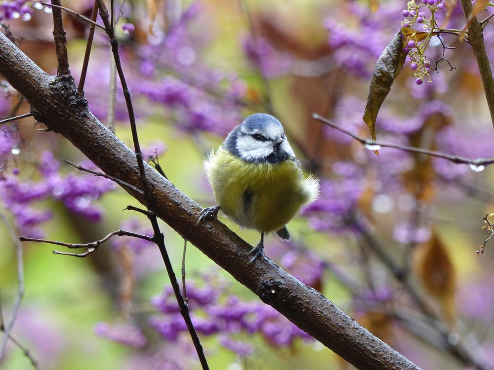 A blue tit sitting on a branch