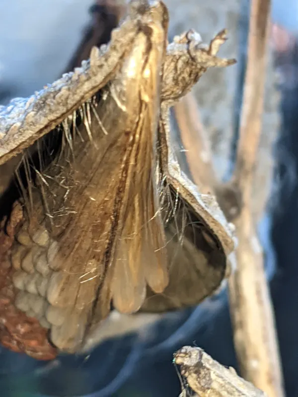 Fooled by a Milkweed thumbnail