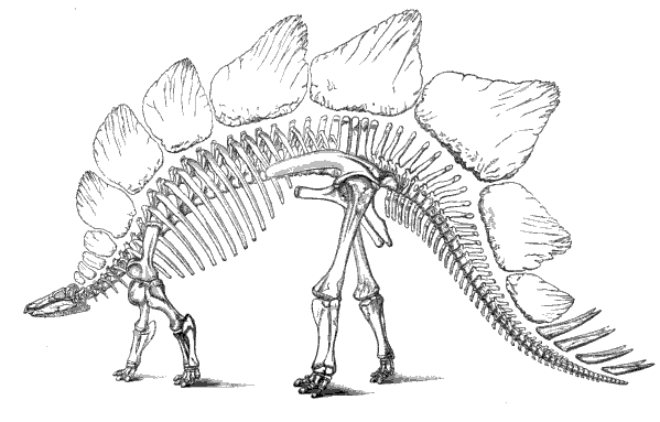 20110520083143stegosaurus-dinosaur-marsh.jpg