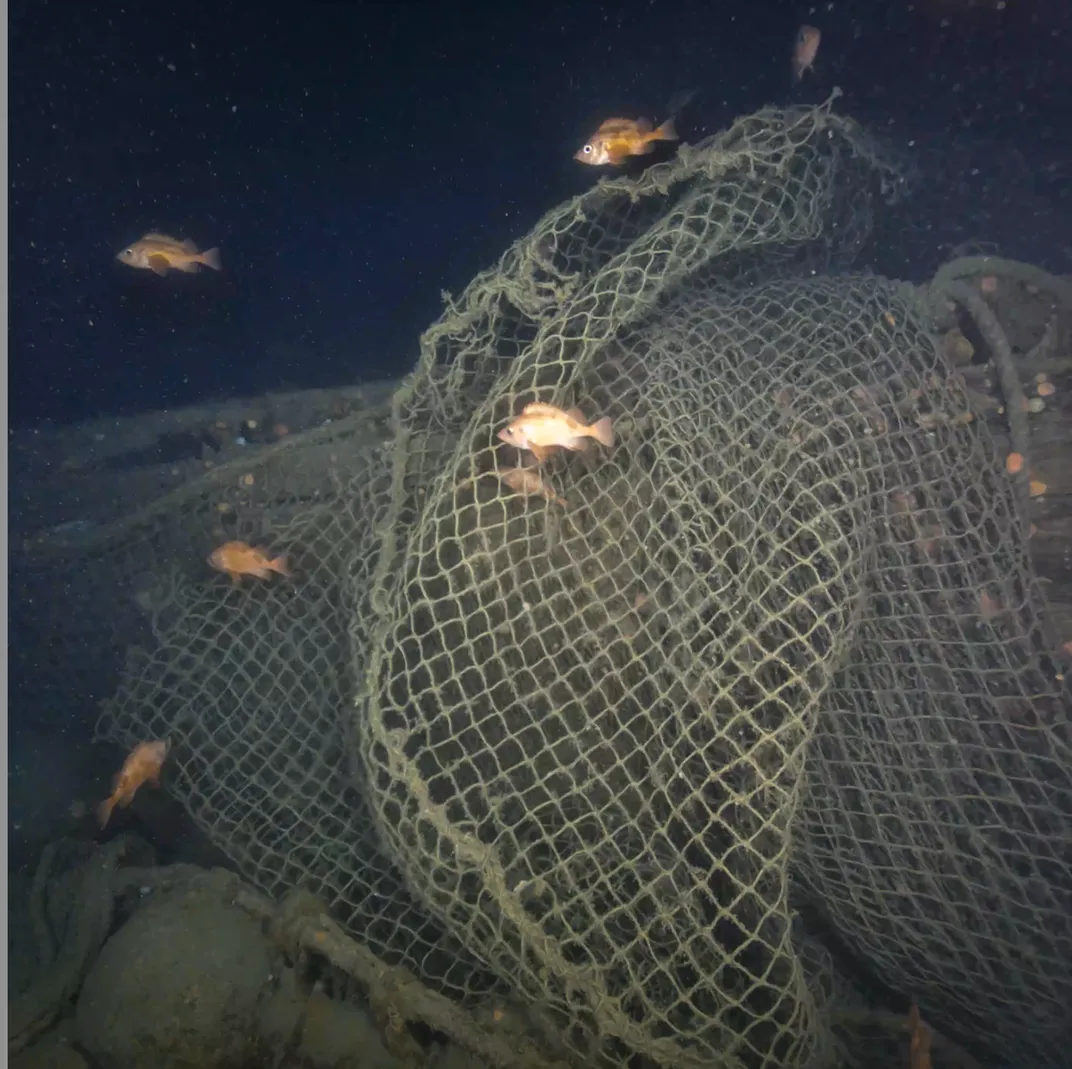 netting surrounded by some orange fish